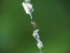 Cyclosa conica